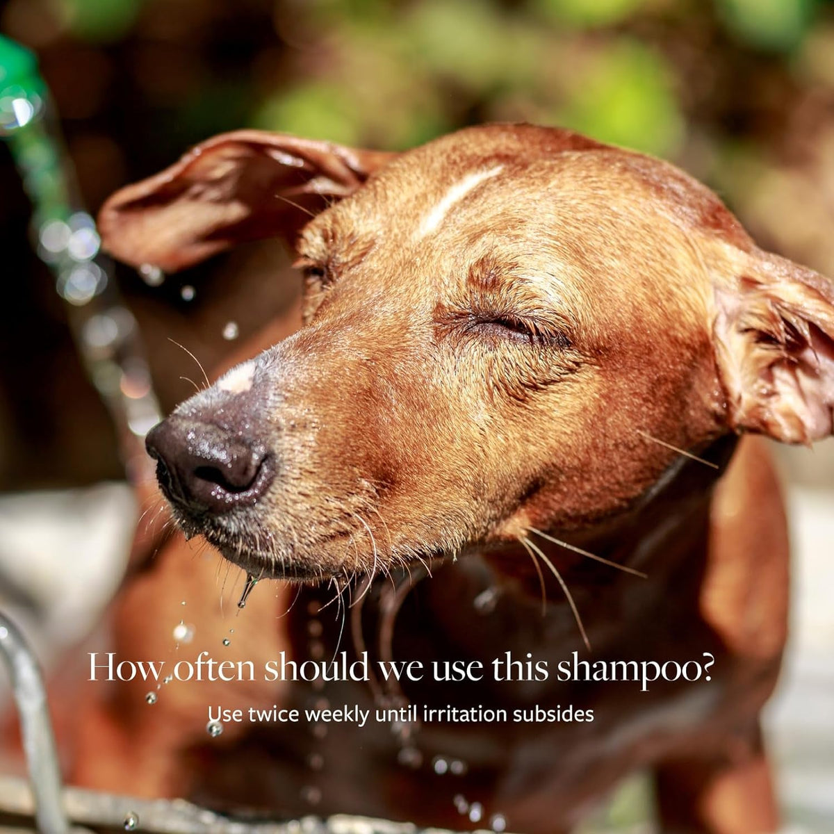 Veterinary Formula Clinical Care Pet Shampoo for Dogs & Cats - 16 Fl Oz, Paraben & Soap-Free
