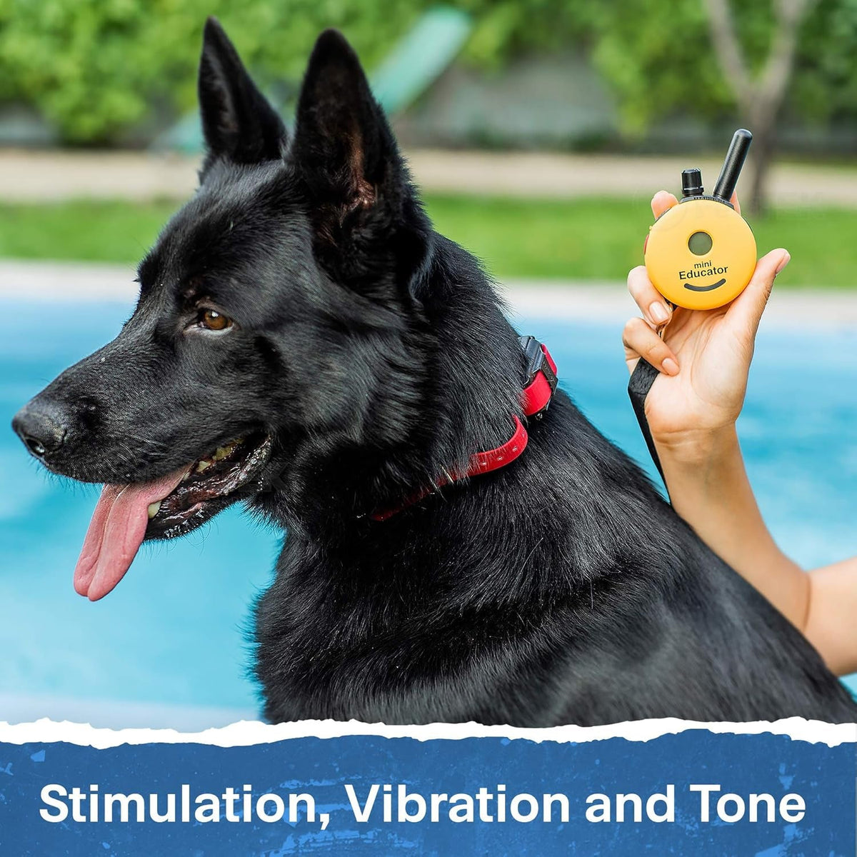 Educator ET-300 Mini E-Collar Dog Training Remote – 1/2 Mile, Waterproof, 100 Levels