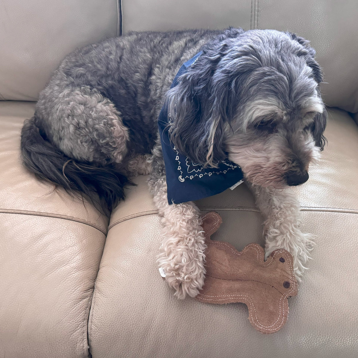 Dura-Fused Squirrel Dog Toy - Durable Leather & Jute Fabric for Small to Medium Chewers, Interactive Fun with Built-in Squeaker
