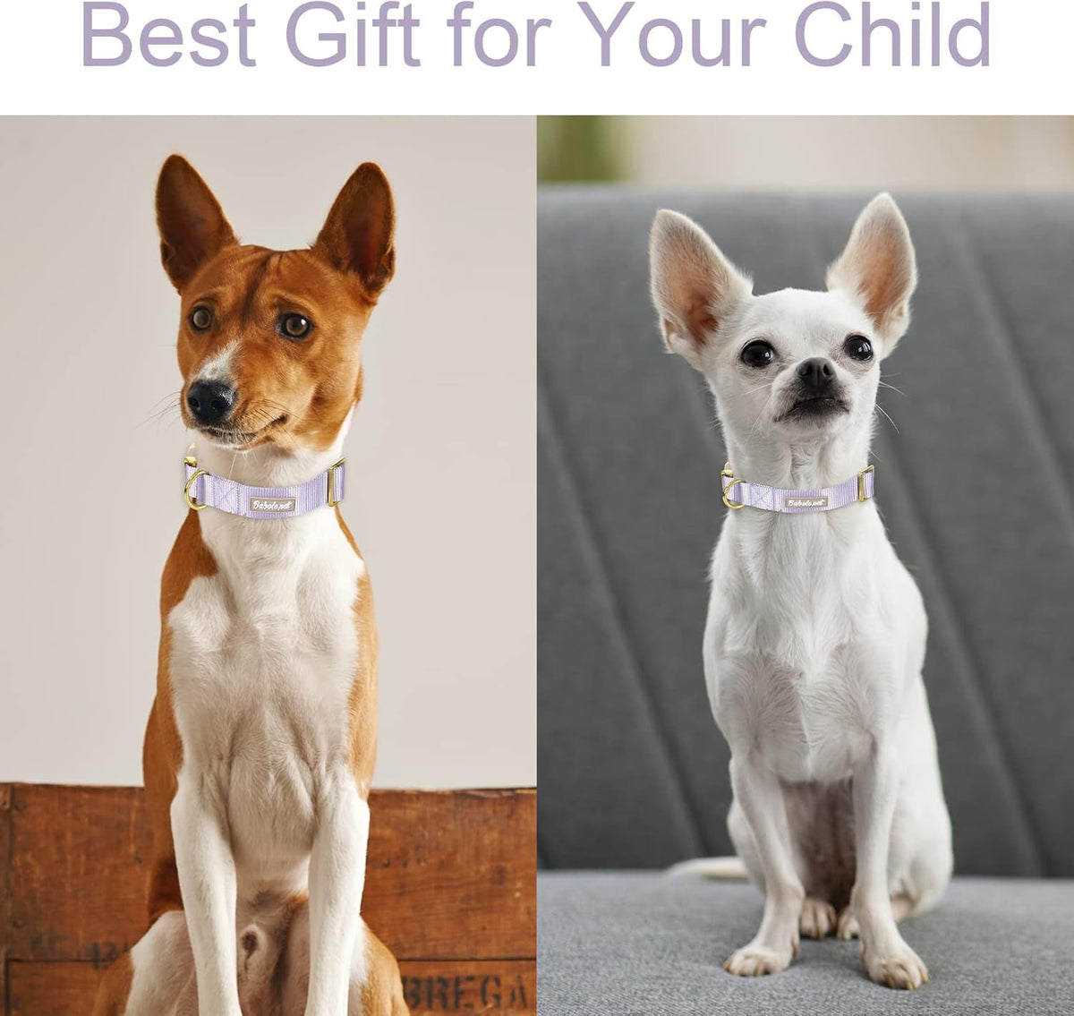 Nylon Dog Collar - Adjustable Lavender Soft Webbing Dog Collars for Small Medium Large Dogs Boy Girl Puppy Collar with Safety Metal Buckle S