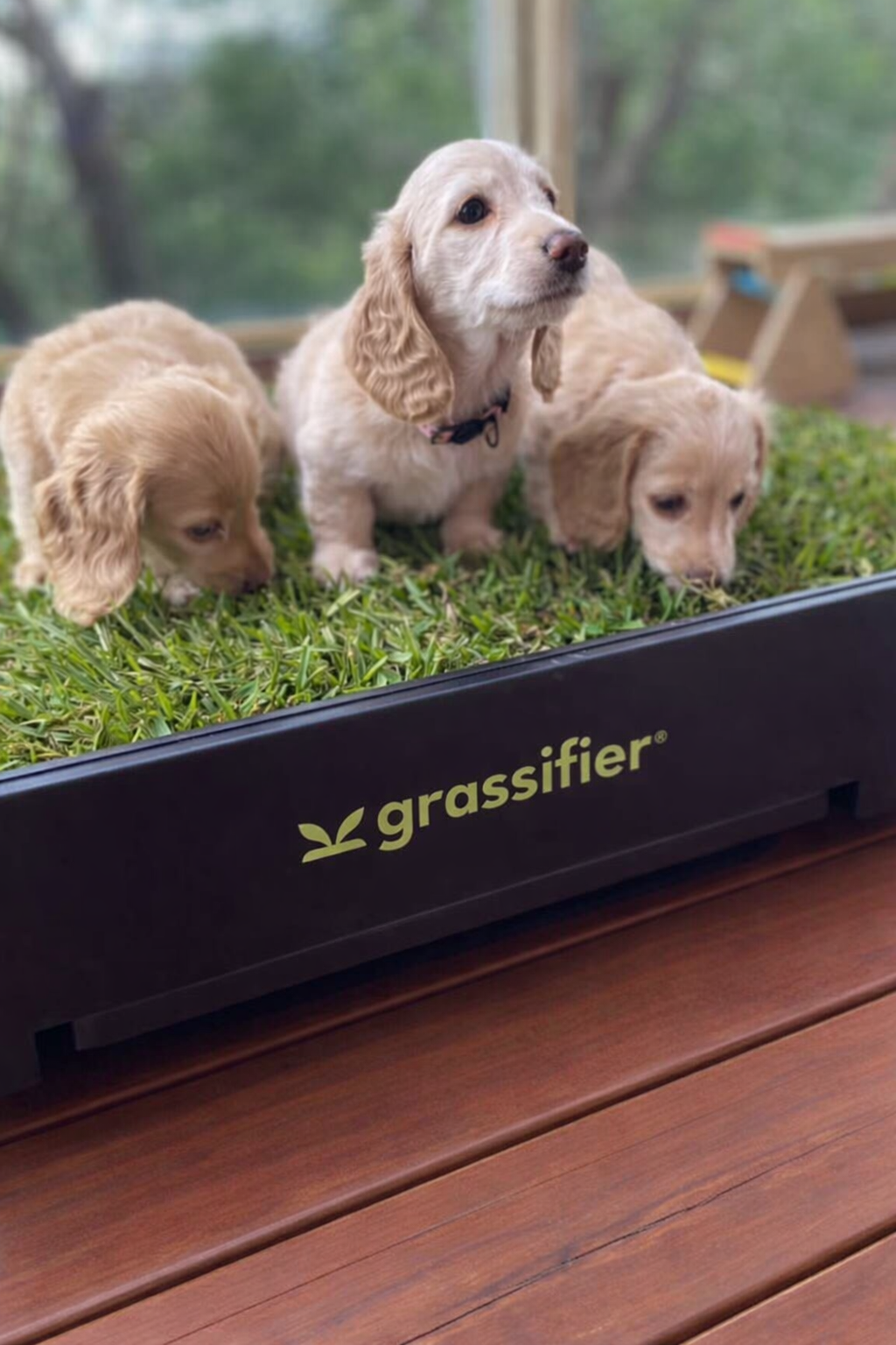 Grassifier real grass dog potty - image 6