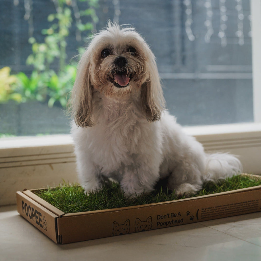 *Eco-turf